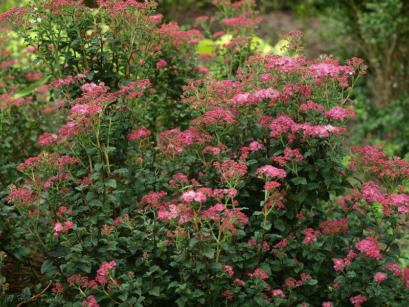 Spiraea japonica Bullata